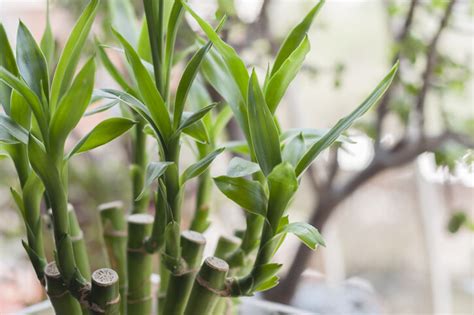 竹樹風水|風水植物｜不只富貴竹！7款招財/招桃花植物推介+不可不知風水 